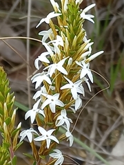 Lysinema