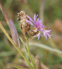 Centaurea jacea substituta