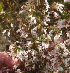 Erica fuscescens