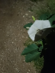 Datura discolor