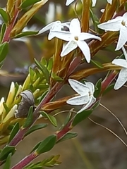 Lysinema
