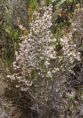 Erica fuscescens