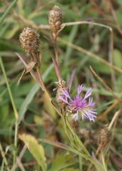 Centaurea jacea substituta