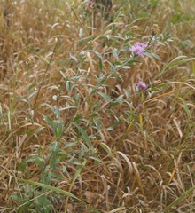 Centaurea jacea substituta