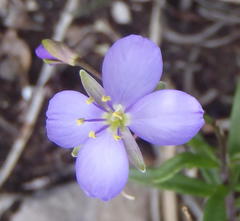 Heliophila subulata
