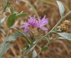 Centaurea jacea substituta