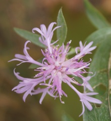 Centaurea jacea substituta