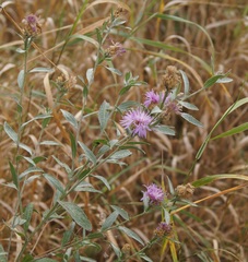 Centaurea jacea substituta