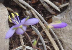 Heliophila subulata