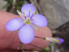 Heliophila subulata