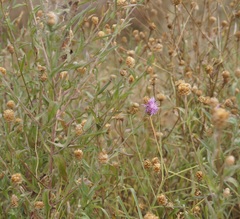 Centaurea jacea substituta
