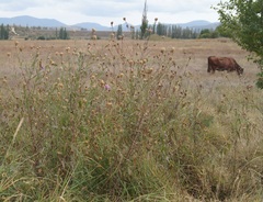 Centaurea jacea substituta