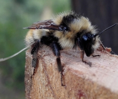 Bombus fervidus