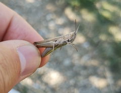 Chorthippus dichrous