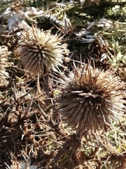Echinops spinosissimus