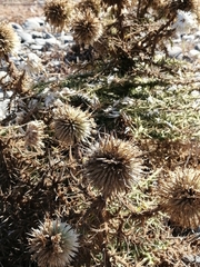 Echinops spinosissimus