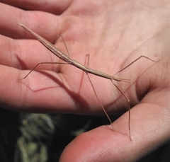 Parabacillus coloradus