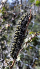 Agapema homogena