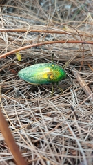 Sternocera aequisignata