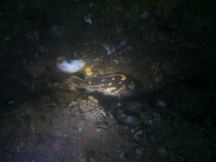 Sebastes chrysomelas