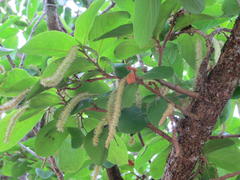 Antidesma venosum