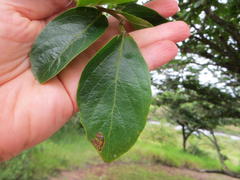 Antidesma venosum