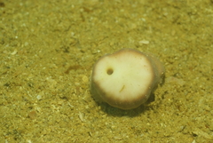 Heteropsammia cochlea