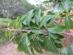 Antidesma venosum