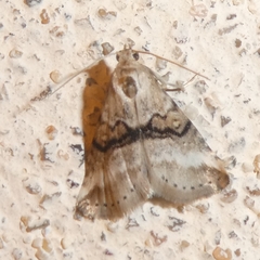 Zebeeba falsalis