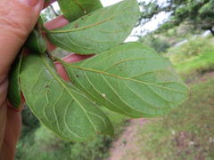 Antidesma venosum