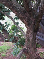 Antidesma venosum
