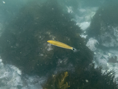 Halichoeres californicus