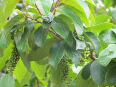 Antidesma venosum