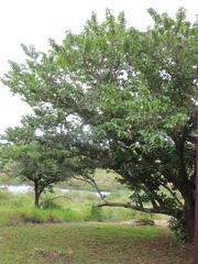 Antidesma venosum
