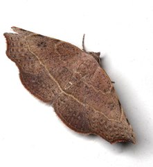 Laspeyria concavata