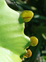 Euphorbia triangularis