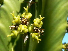 Euphorbia triangularis