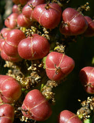 Euphorbia triangularis