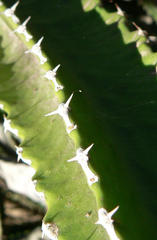 Euphorbia triangularis