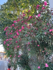 Nerium oleander