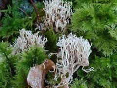 Lentaria patouillardii