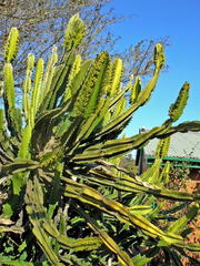 Euphorbia triangularis