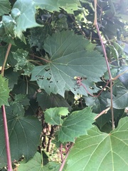 Vitis riparia