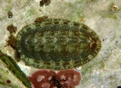 Lepidochitona cinerea