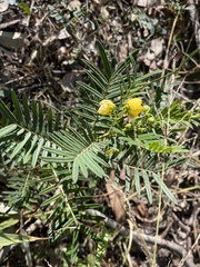 Senna aciphylla