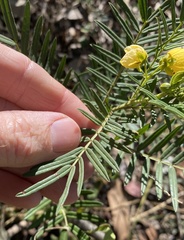 Senna aciphylla