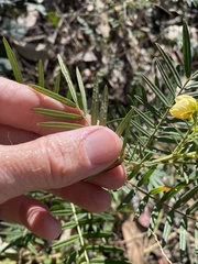 Senna aciphylla