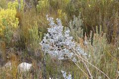 Podalyria burchellii