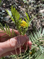 Senna aciphylla