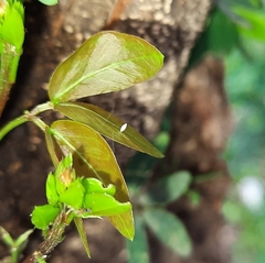 Eurema hecabe